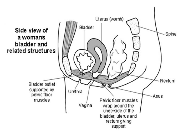 side view of a woman's bladder and related structures